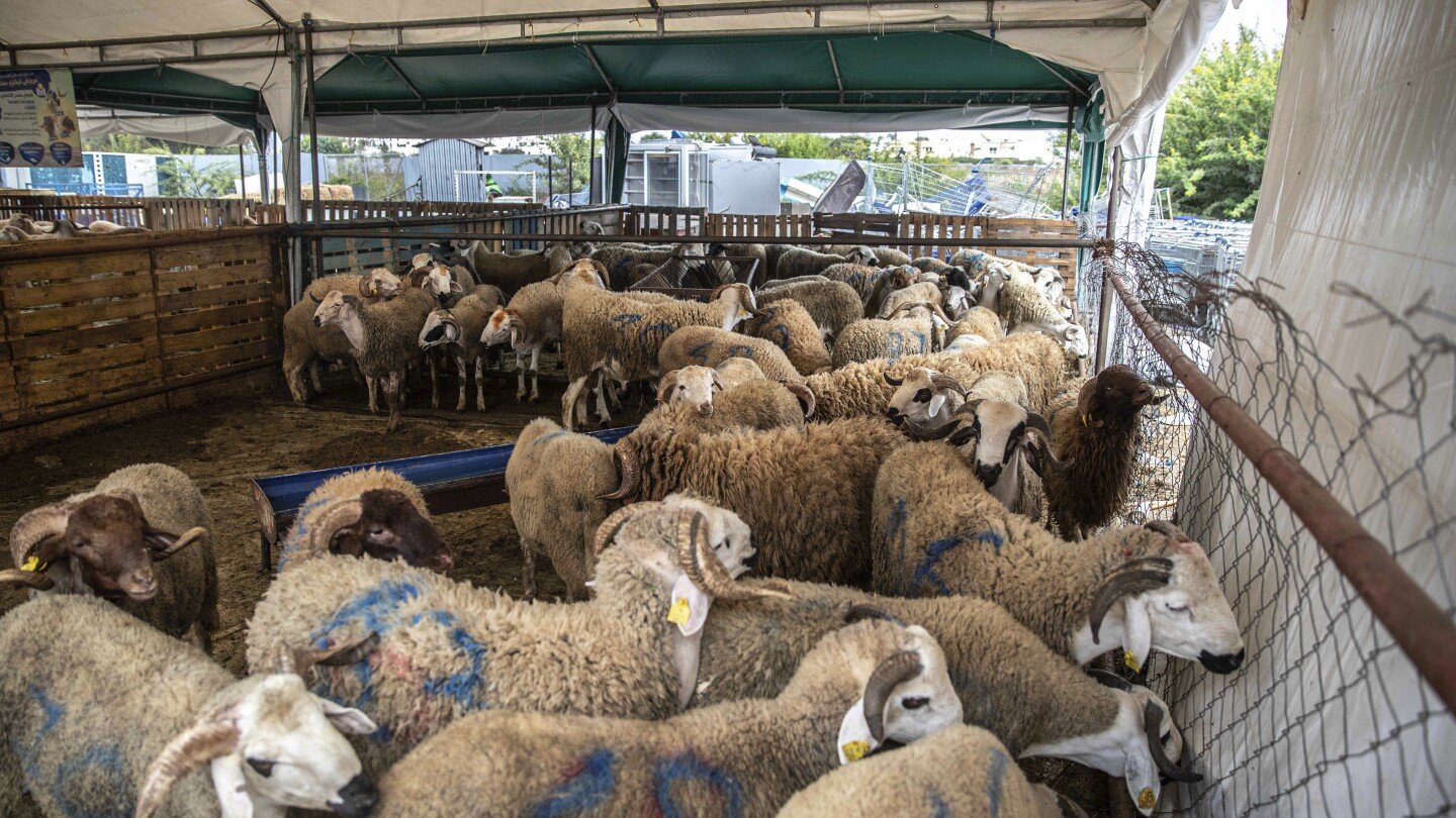 morocco-urges-people-to-not-buy-sheep-for-eid-al-adha-celebrations