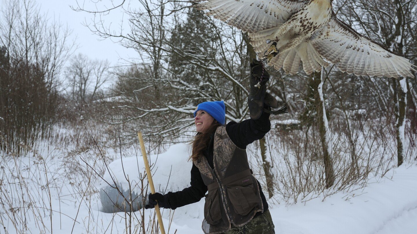 midwest-winters-are-changing.-so-is-the-ancient-sport-of-falconry