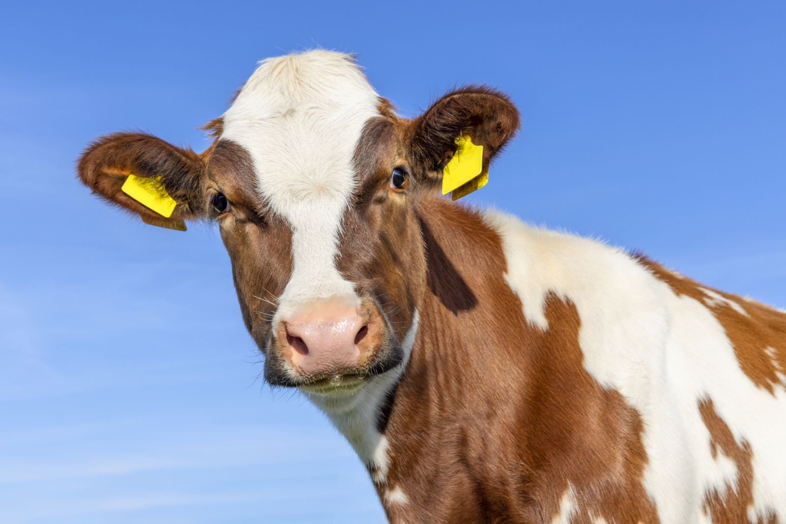 Brown and white cow with ear tag by Clara Bastian via iStock