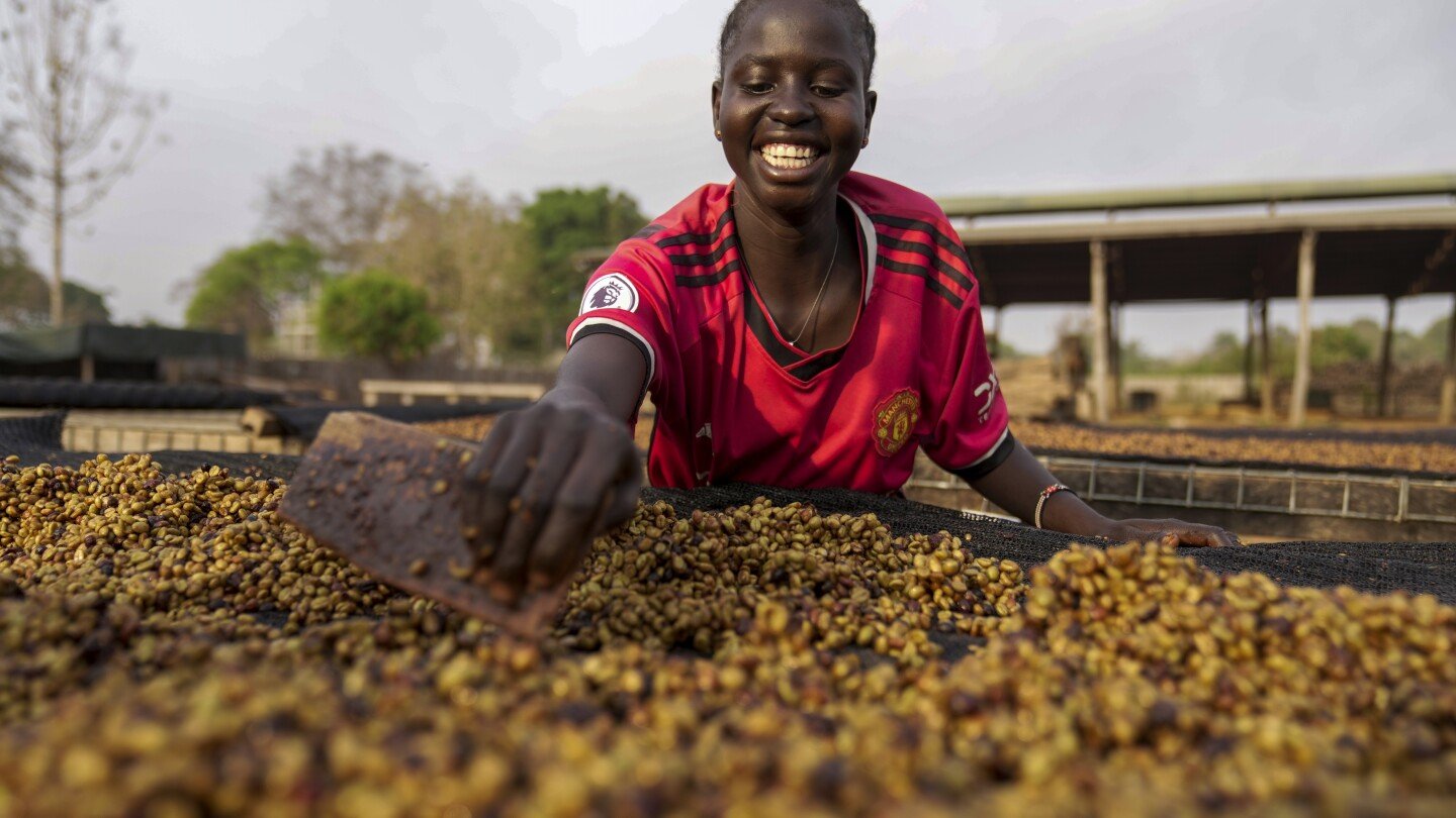 as-warming-climate-hammers-coffee-crops,-south-sudan-tests-a-tougher-species