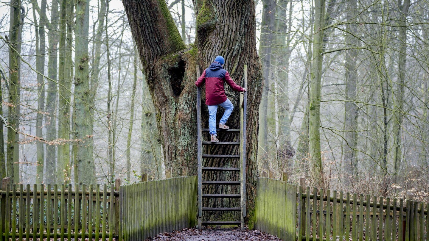 timber-over-tinder:-bridegroom’s-oak-in-a-german-forest-has-connected-lovers-for-over-a-century