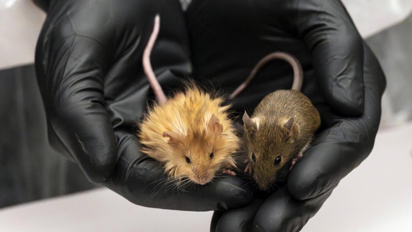 scientists-genetically-engineer-mice-with-thick-hair-like-the-extinct-woolly-mammoth