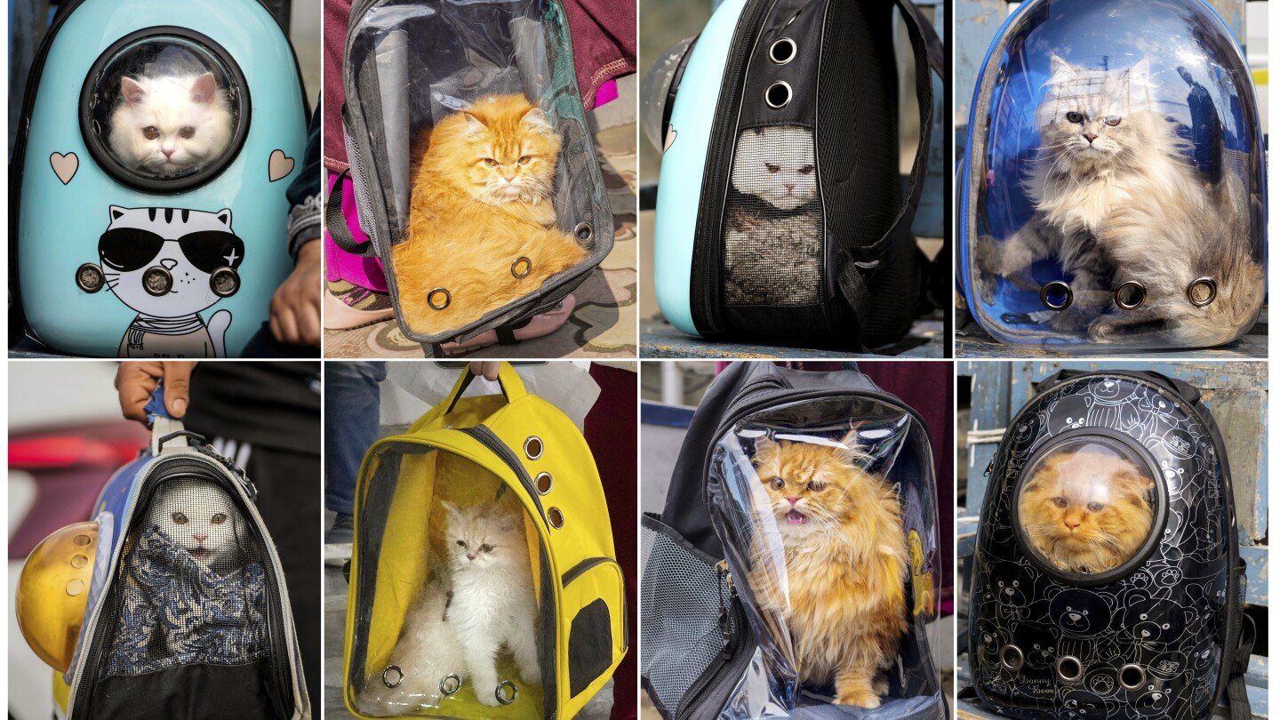 ap-photos:-cat-owners-in-kashmir-thrown-into-a-tizzy-over-viral-posts-bad-mouthing-their-pets