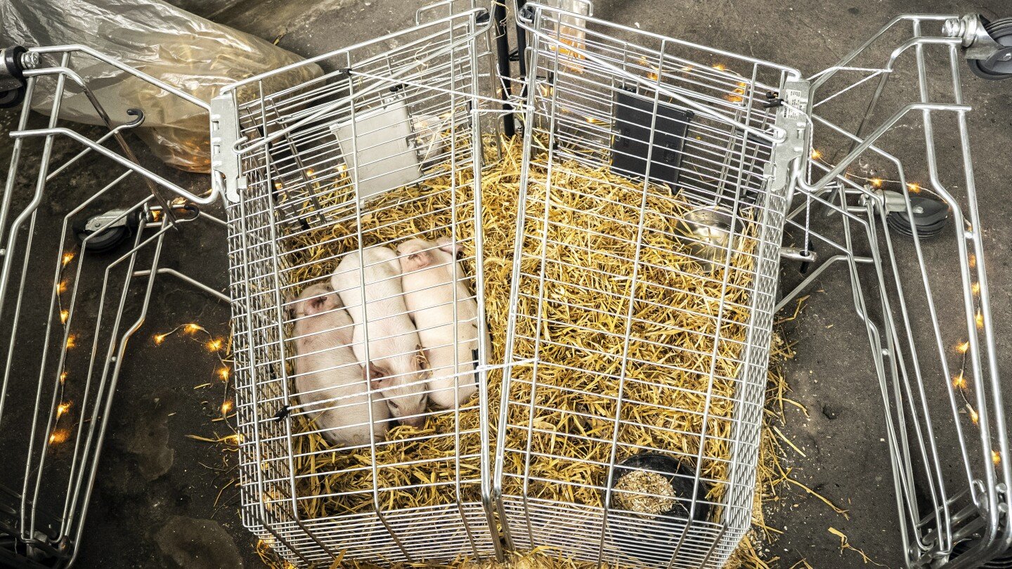 piglets-left-to-starve-as-part-of-a-controversial-art-exhibition-in-denmark-have-been-stolen
