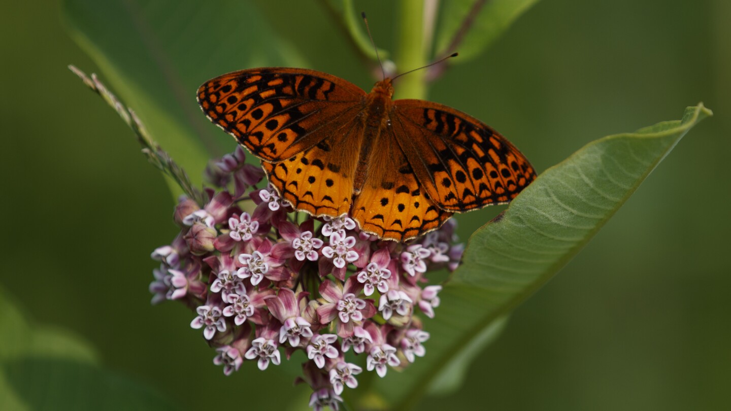 first-national-analysis-finds-america’s-butterflies-are-disappearing-at-‘catastrophic’-rate
