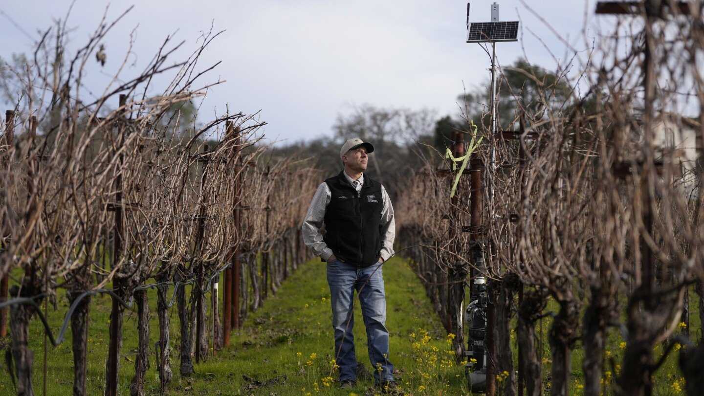 ai-made-its-way-to-vineyards.-here’s-how-the-technology-is-helping-make-your-wine