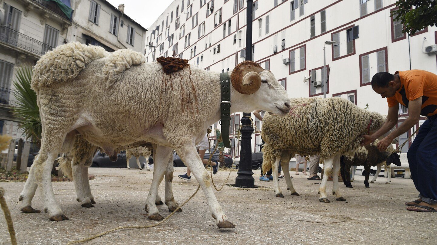drought-stricken-algeria-plans-to-import-one-million-sheep-ahead-of-islam’s-eid-al-adha