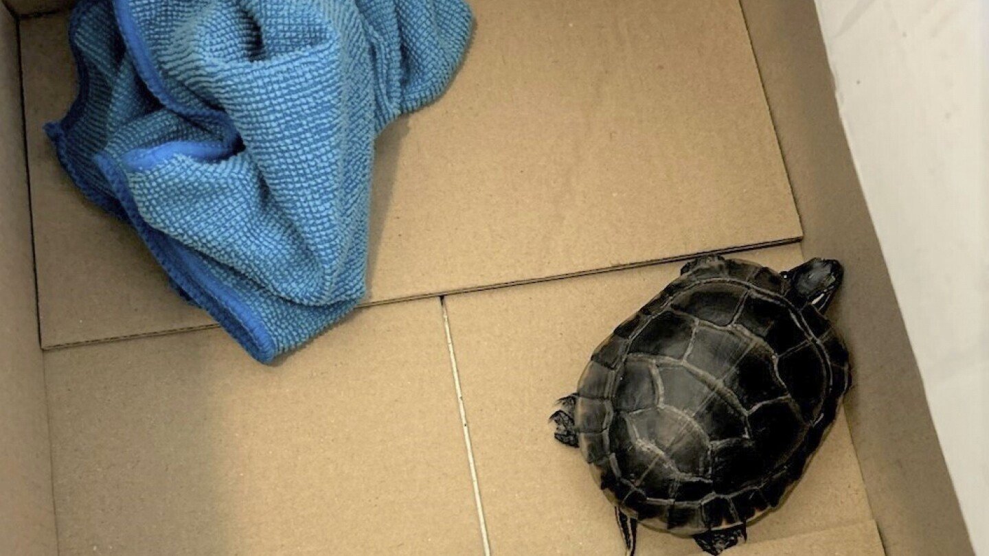 man-found-with-a-live-turtle-concealed-in-his-pants-by-tsa-at-a-new-jersey-airport