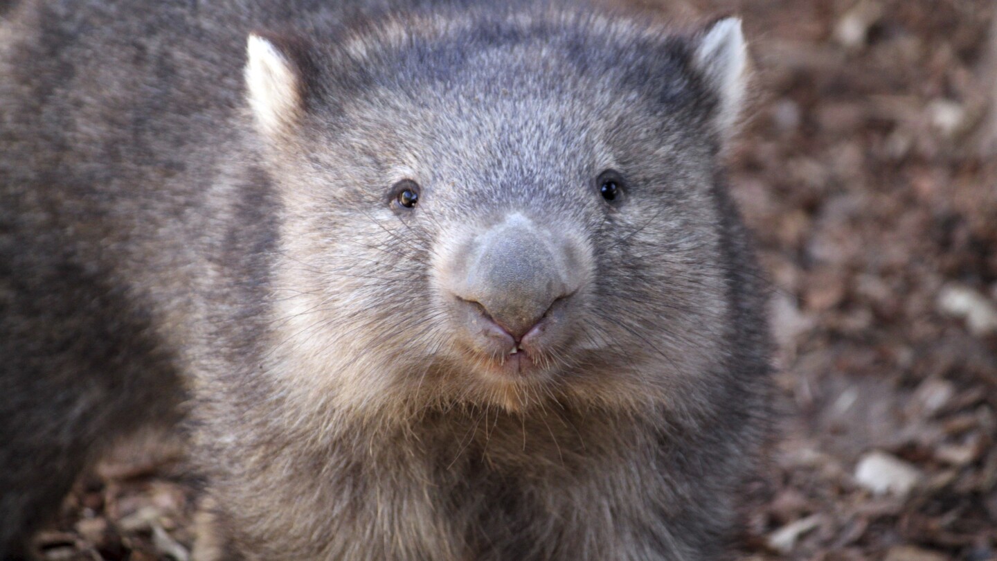 what-are-wombats?-a-guide-to-australia’s-den-digging-marsupial