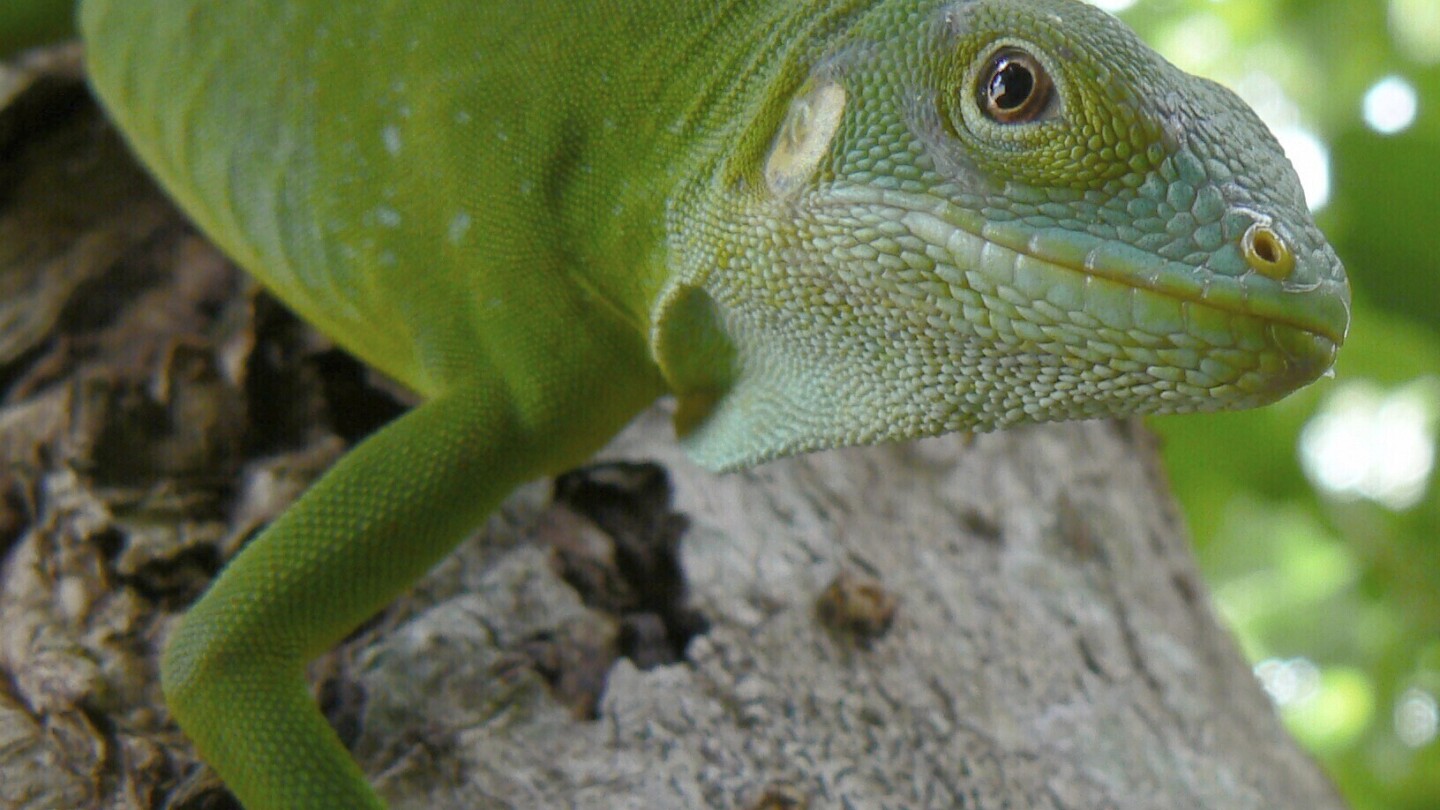 iguanas-likely-crossed-the-pacific-millions-of-years-ago-on-a-record-setting-rafting-trip