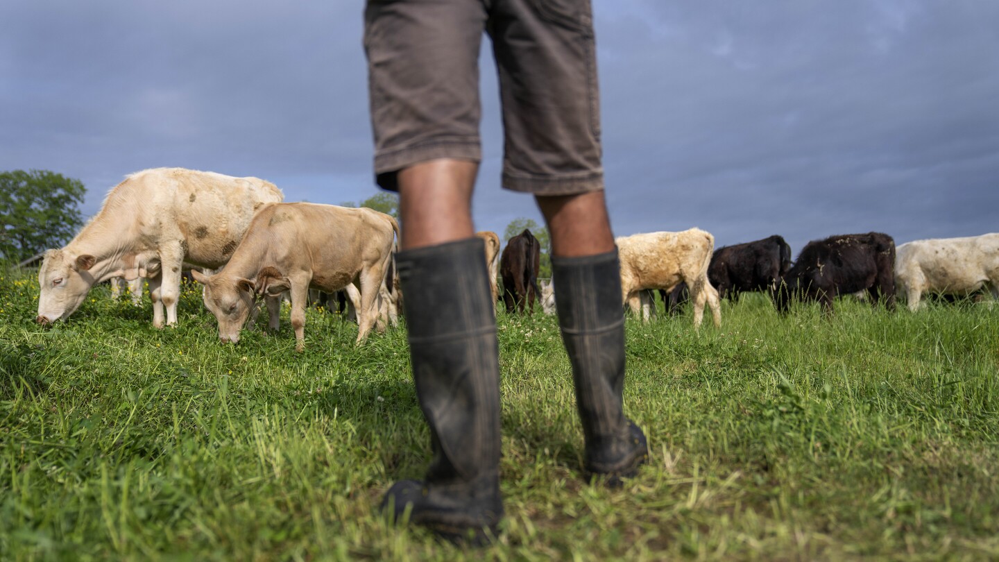 eat-grass-fed-beef,-help-the-planet?-research-says-not-so-simple