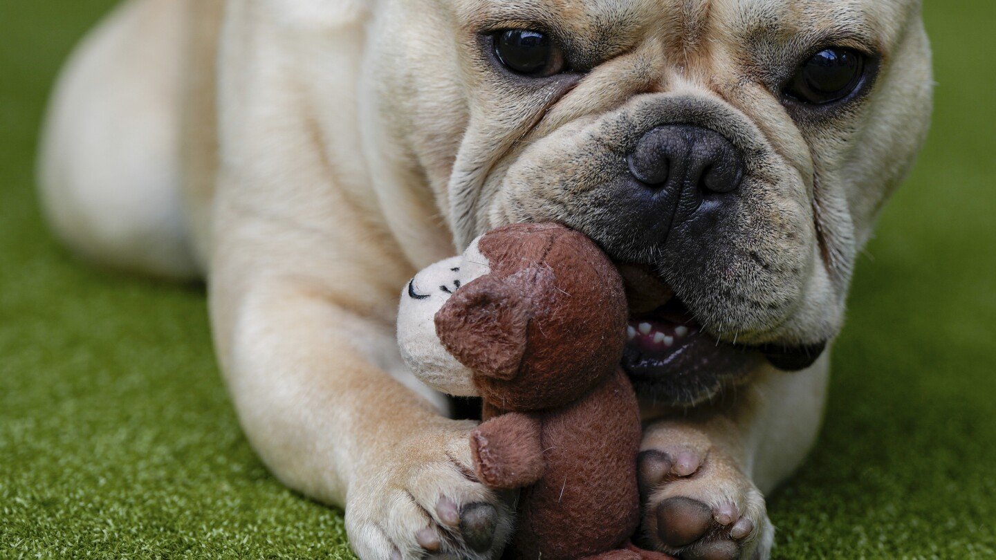 french-bulldog-is-still-top-us-breed,-but-is-another-gaining-momentum?-of-corso