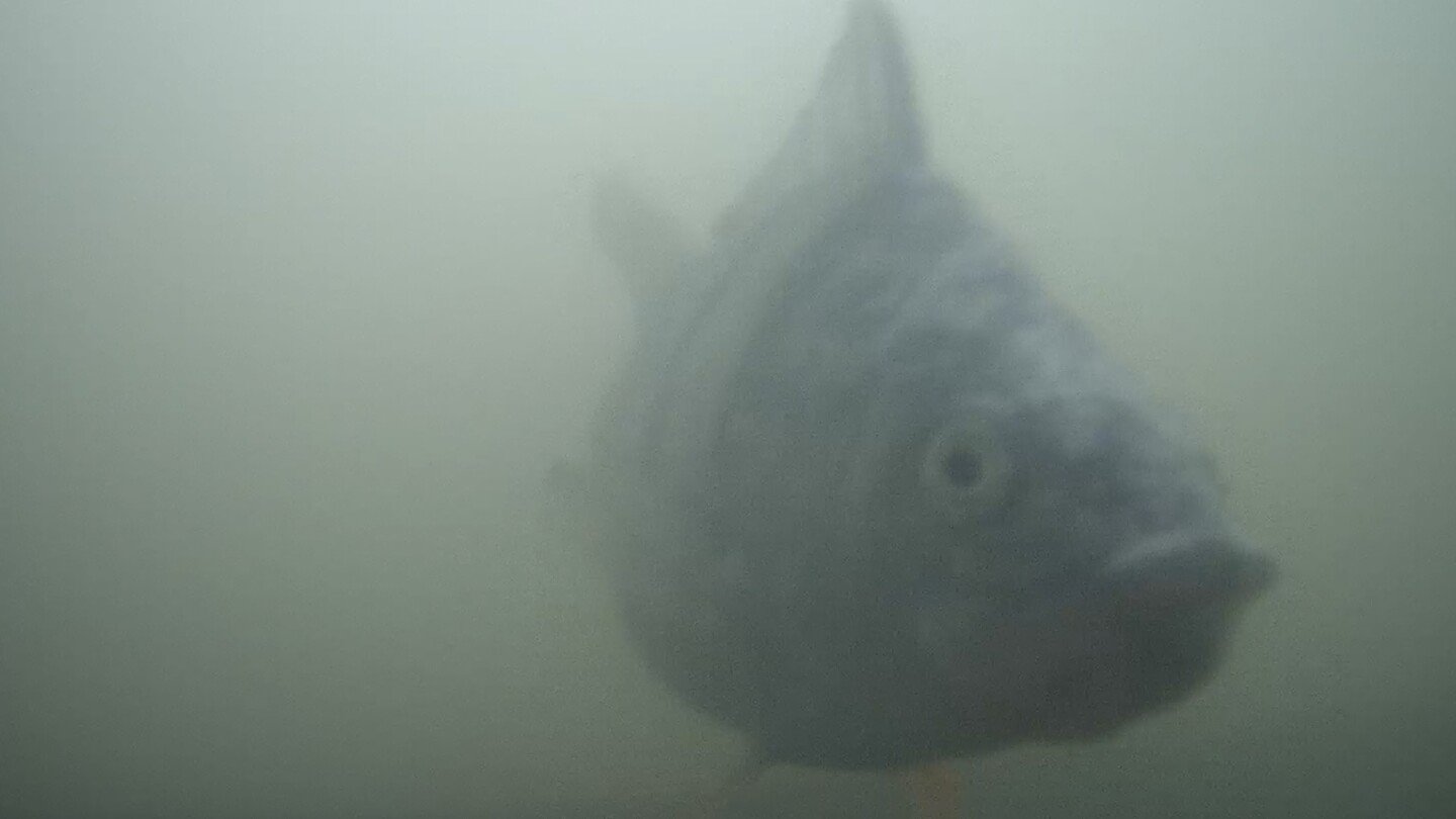 a-dutch-‘fish-doorbell’-has-turned-into-an-unlikely-online-hit-combining-slow-tv-and-ecology