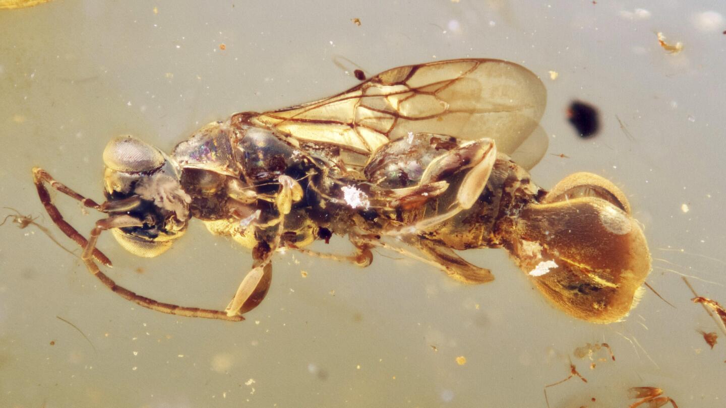 a-venus-flytrap-wasp?-scientists-uncover-an-ancient-insect-preserved-in-amber-that-snatched-its-prey