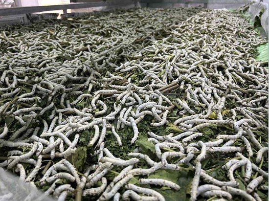 Cannot view this image? Visit: https://10xwealthreport.com/wp-content/uploads/2025/03/echo/244318_silkworms_550.jpg