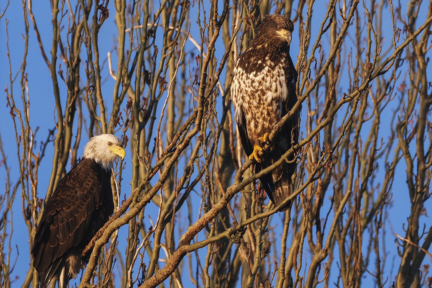 two bald eagles