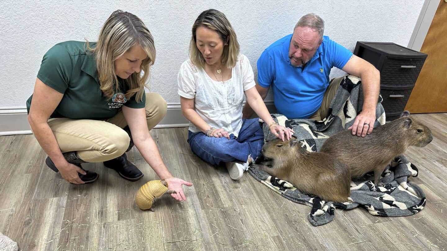 at-florida’s-capybara-cafe,-patrons-hang-out-with-the-‘it’-animals-of-the-moment