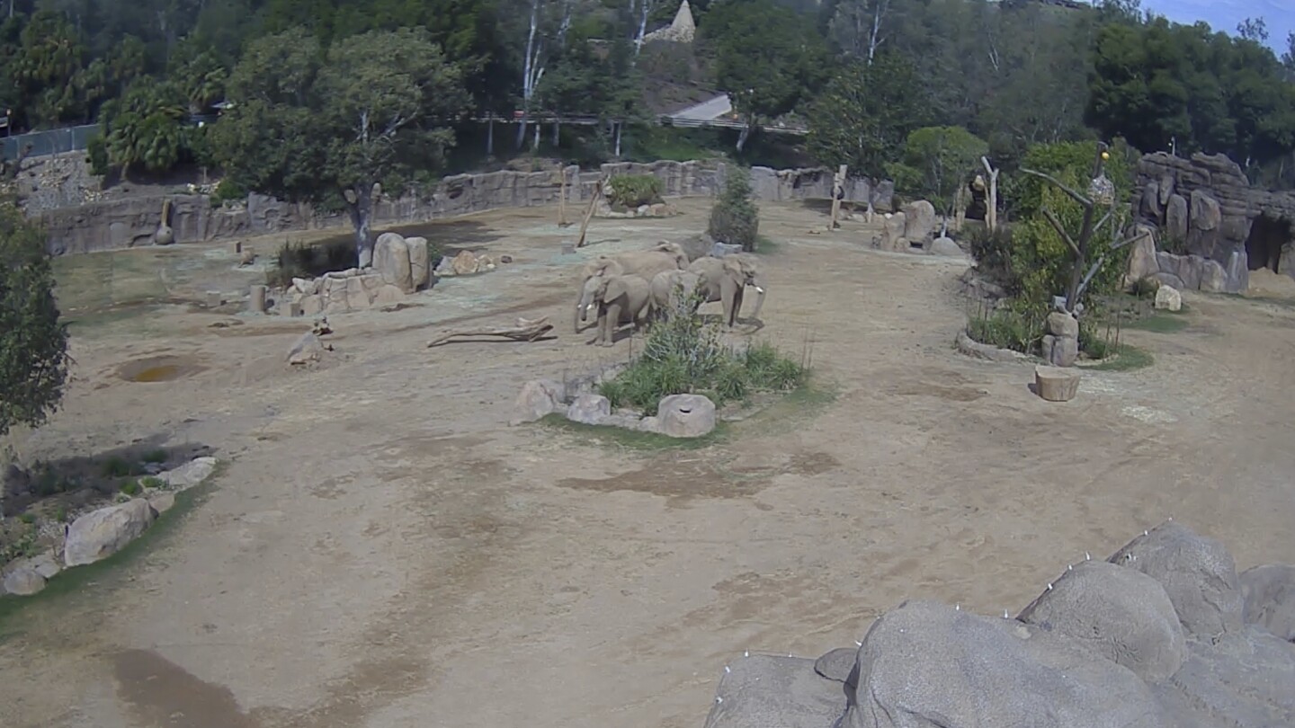 elephants-at-san-diego-zoo-huddle-to-protect-calves-during-earthquake