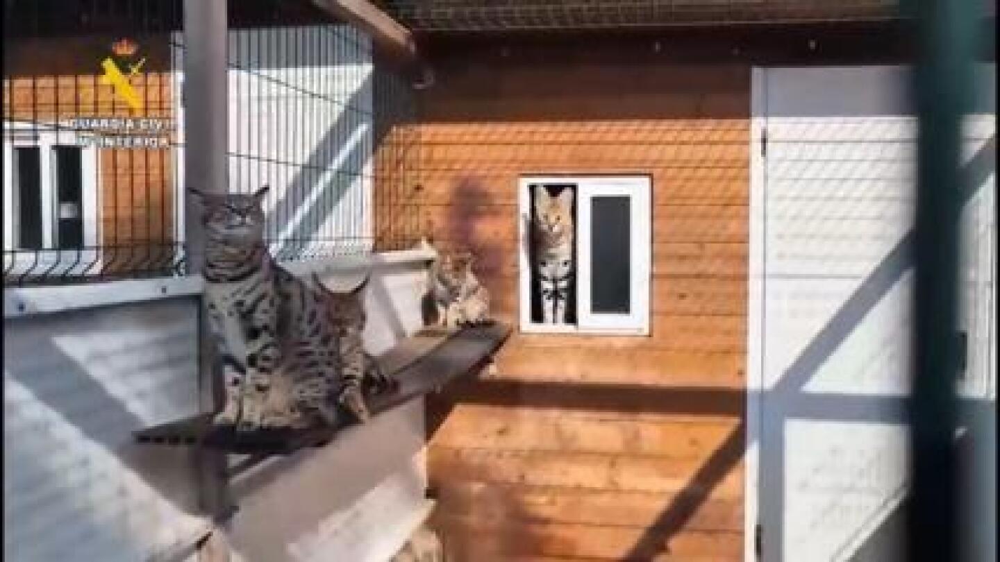 spanish-police-arrest-two-people-linked-to-cat-smuggling-ring-based-in-mallorca