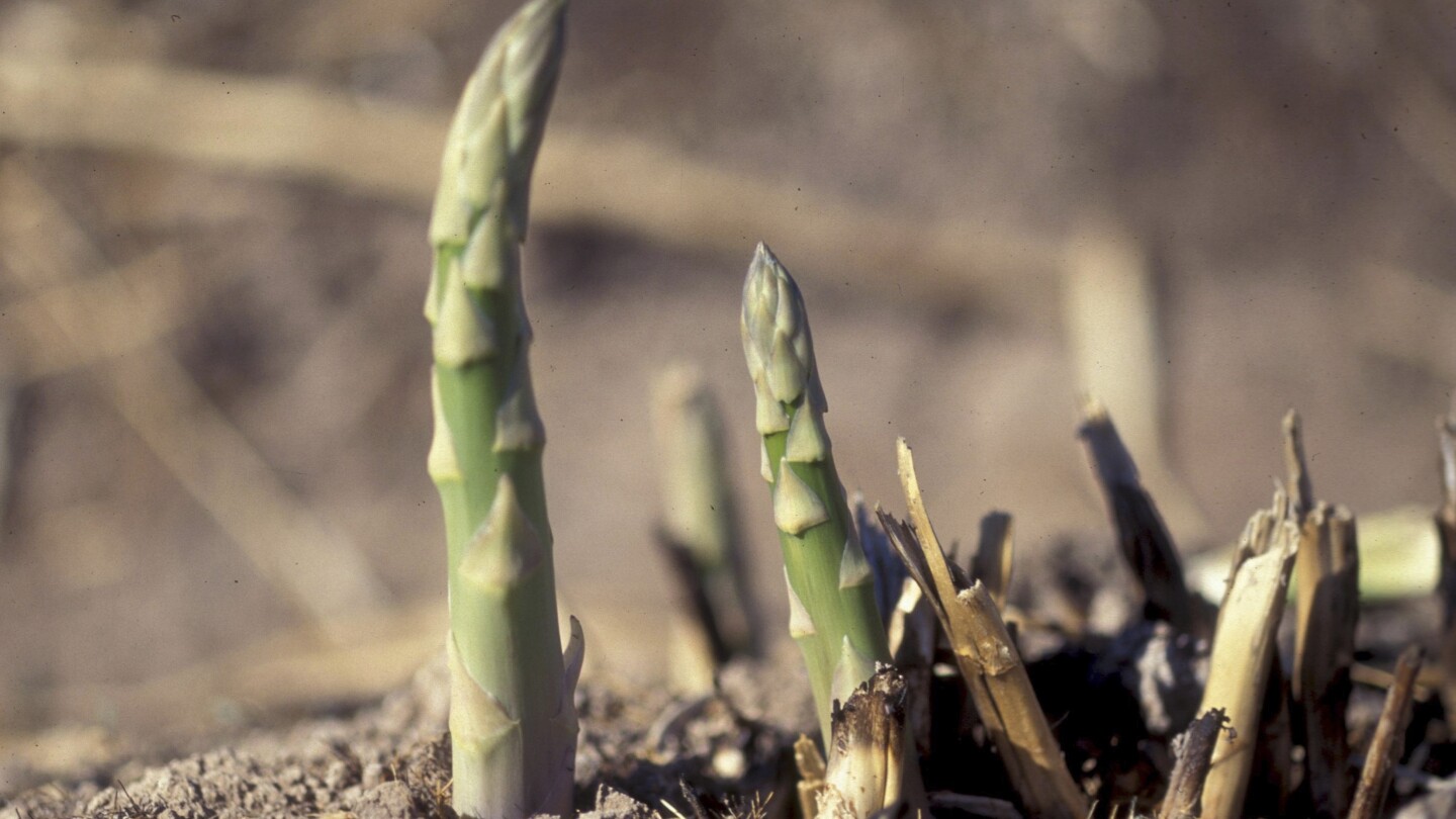 asparagus-in-the-garden-takes-its-time-but-is-worth-the-wait