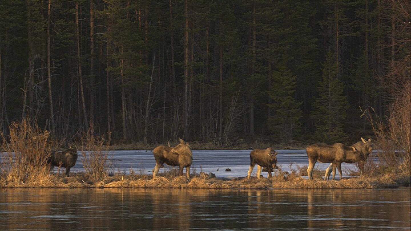 ‘the-great-moose-migration’-inspires-mega-fans-to-follow-the-swedish-slow-tv-hit
