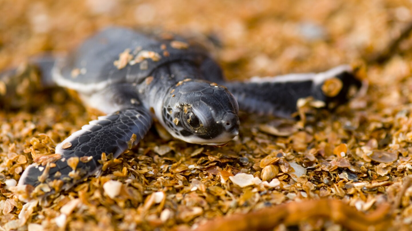 endangered-sea-turtle-populations-show-signs-of-recovery-in-more-than-half-the-world,-survey-finds