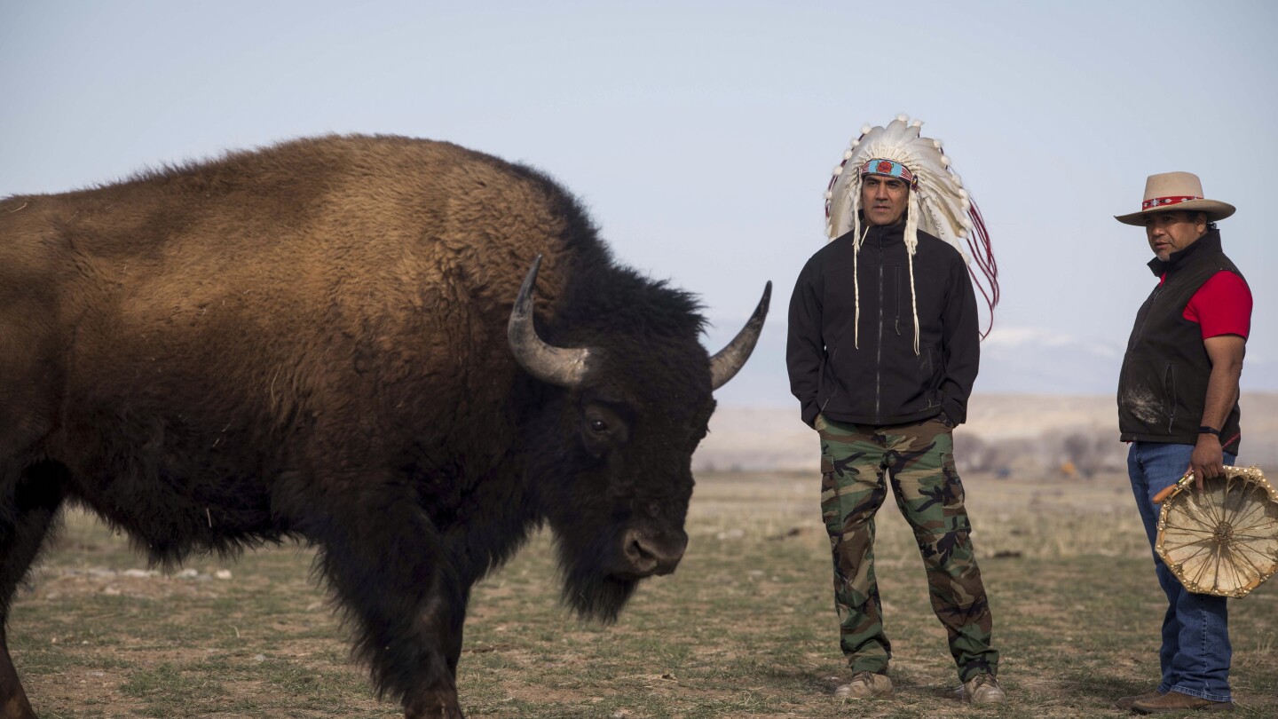 in-wyoming,-the-eastern-shoshone-tribe-decided-to-classify-buffalo-as-wildlife.-here-is-why