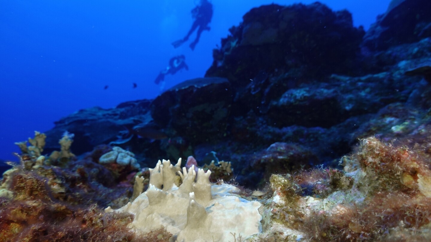 global-coral-bleaching-has-now-hit-84%-of-ocean’s-reefs-in-biggest-ever-event