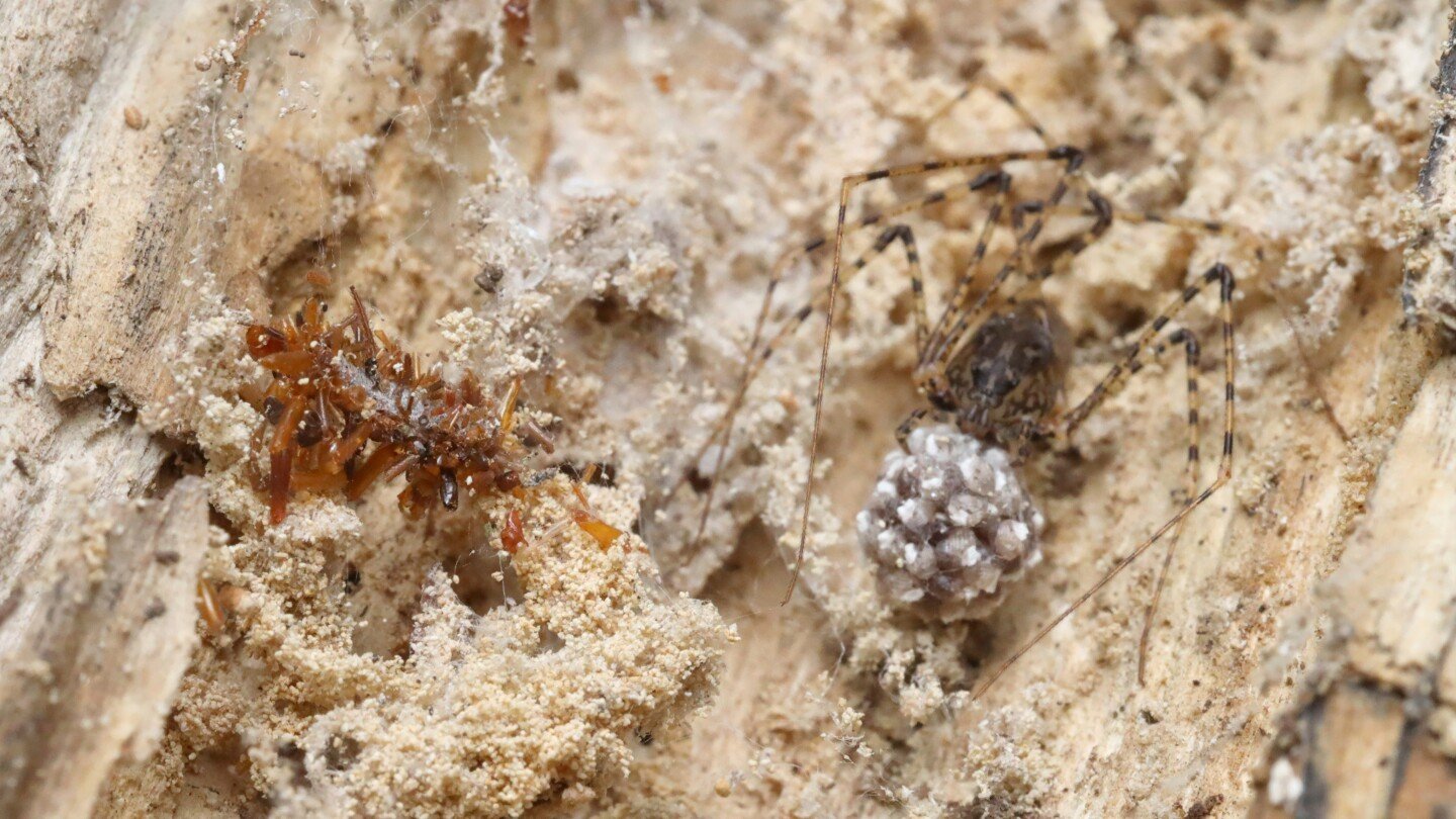 a-carnivorous-‘bone-collector’-caterpillar-dresses-in-the-remains-of-its-prey