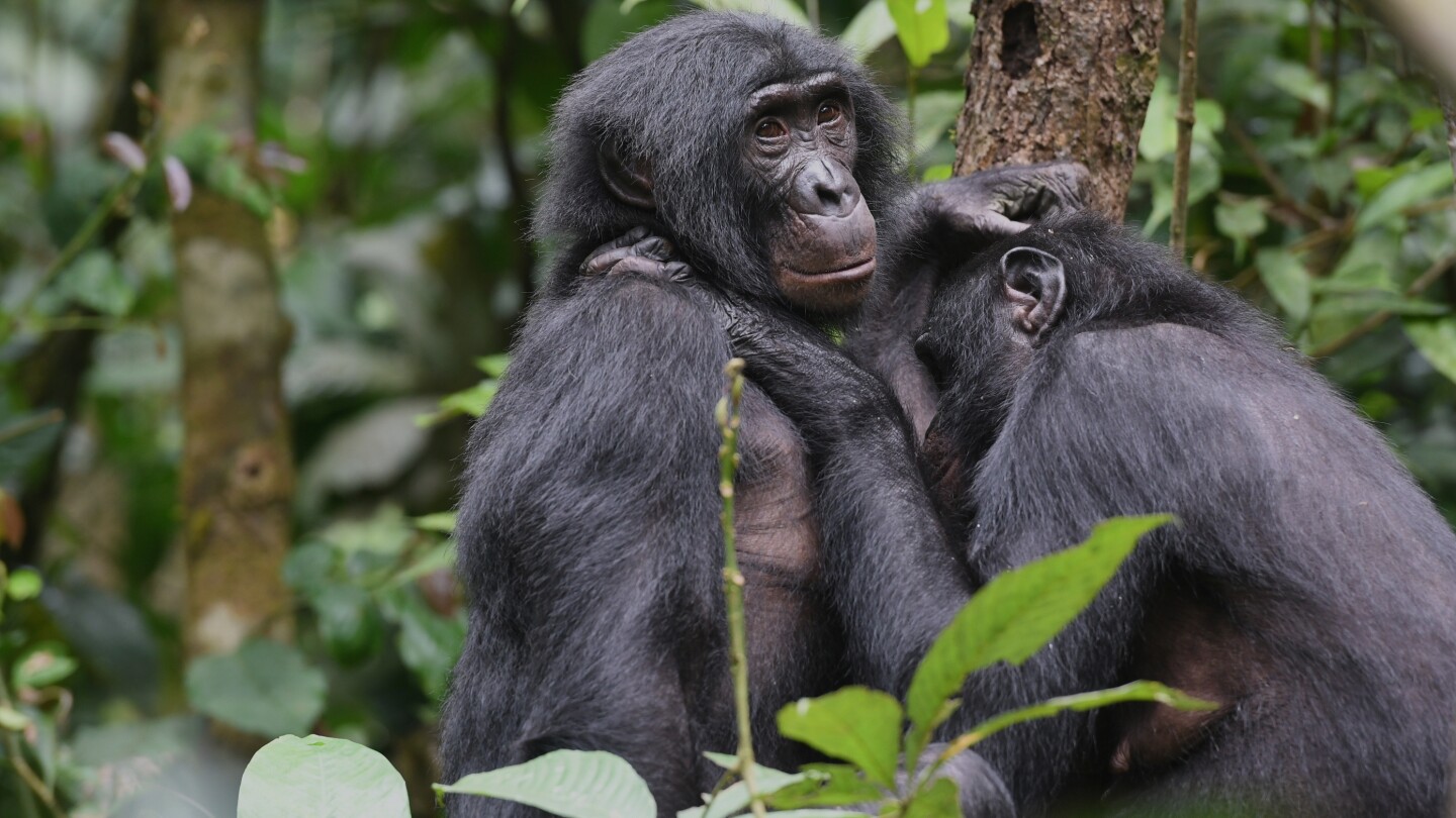 bonobos-in-congo-form-girl-groups-to-fend-off-male-aggression,-study-says