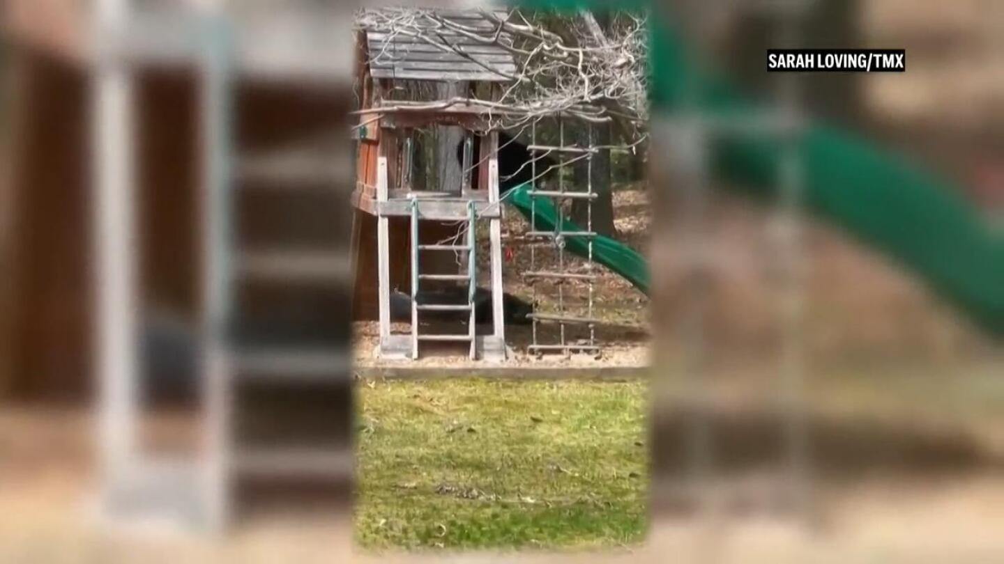 a-bear-is-spotted-in-connecticut-playing-on-family’s-backyard-slide