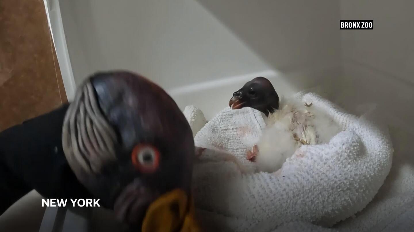 why-a-new-york-zoo-is-feeding-a-baby-vulture-with-a-hand-puppet