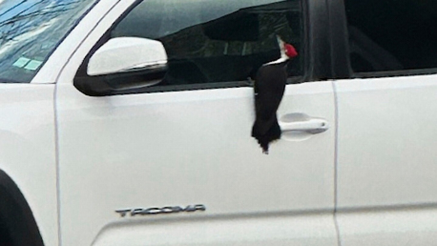 despite-a-slew-of-broken-car-mirrors,-massachusetts-residents-take-woodpecker-invasion-in-stride