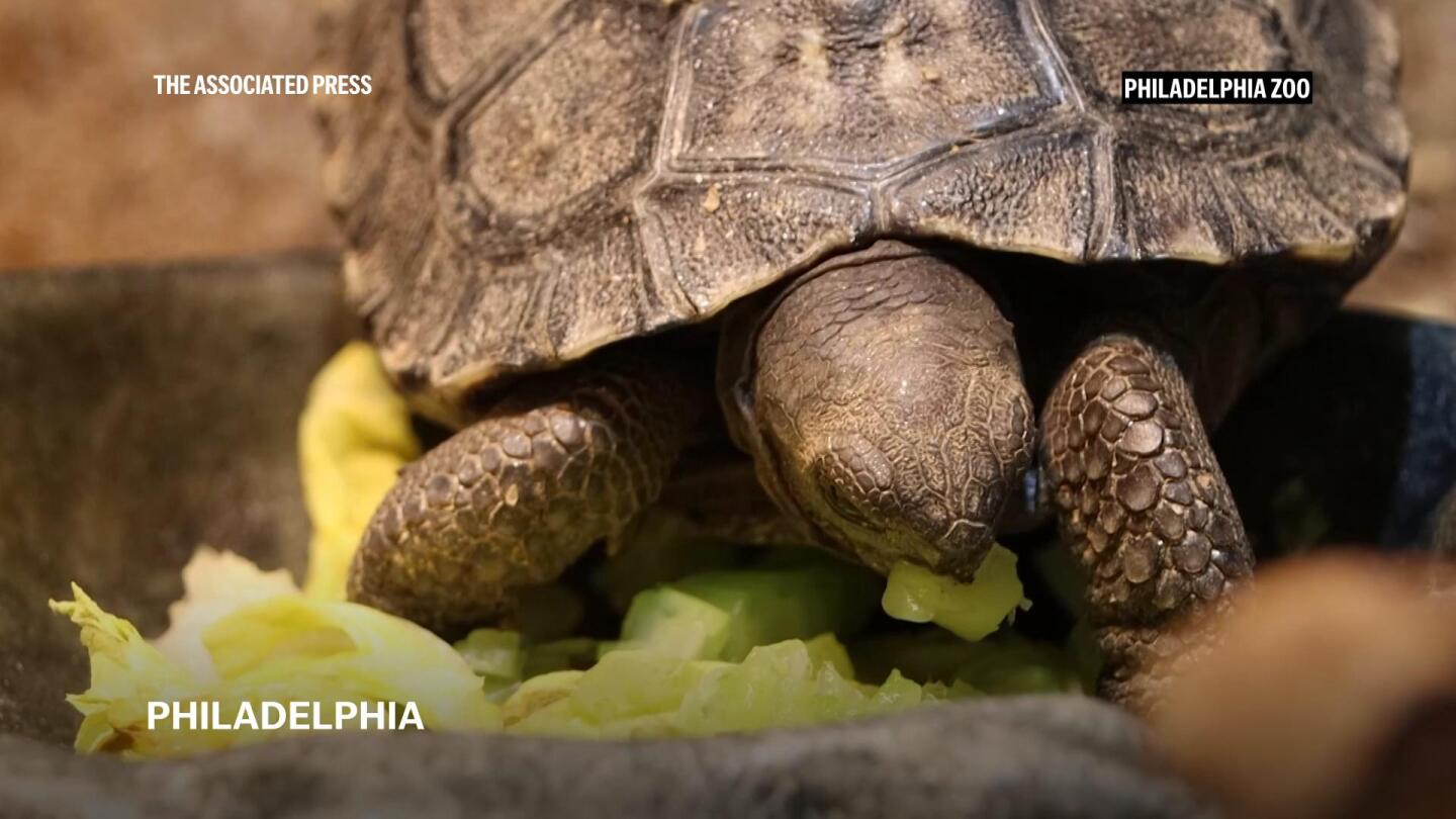 galapagos-tortoises-at-philadelphia-zoo-become-first-time-parents-at-nearly-100