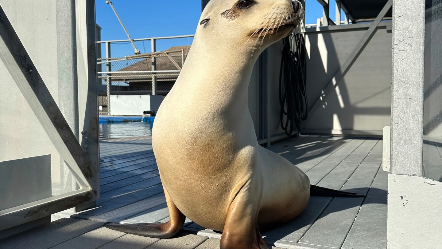 scientists-once-thought-only-humans-could-bob-to-music.-ronan-the-sea-lion-helped-prove-them-wrong
