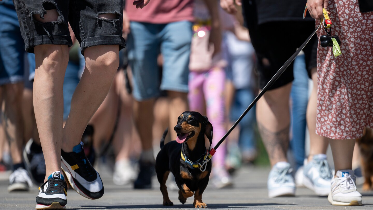 wiener-wonderland:-hundreds-of-dachshunds-chase-record-in-hungary