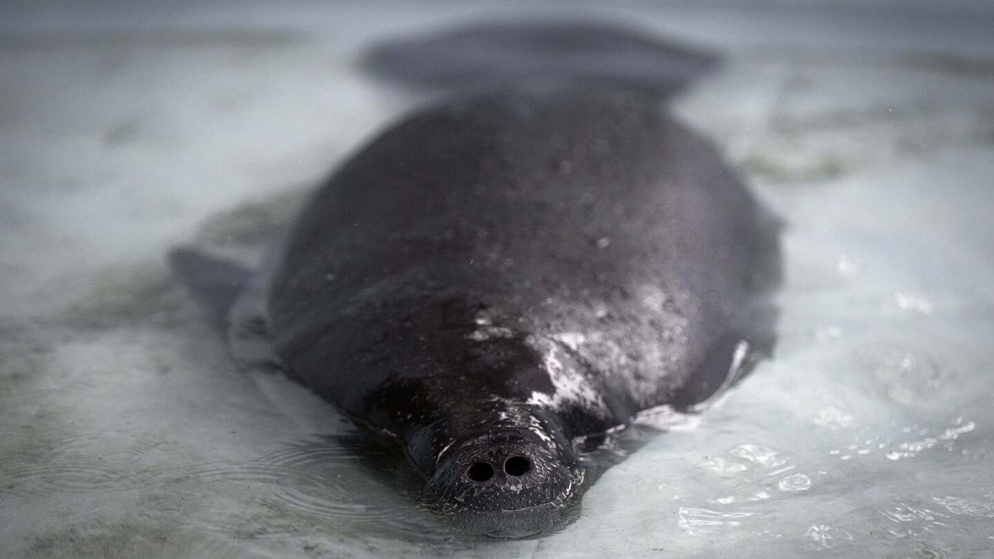 hope-floats-in-the-amazon-as-bacuri,-a-young-manatee,-fights-for-survival