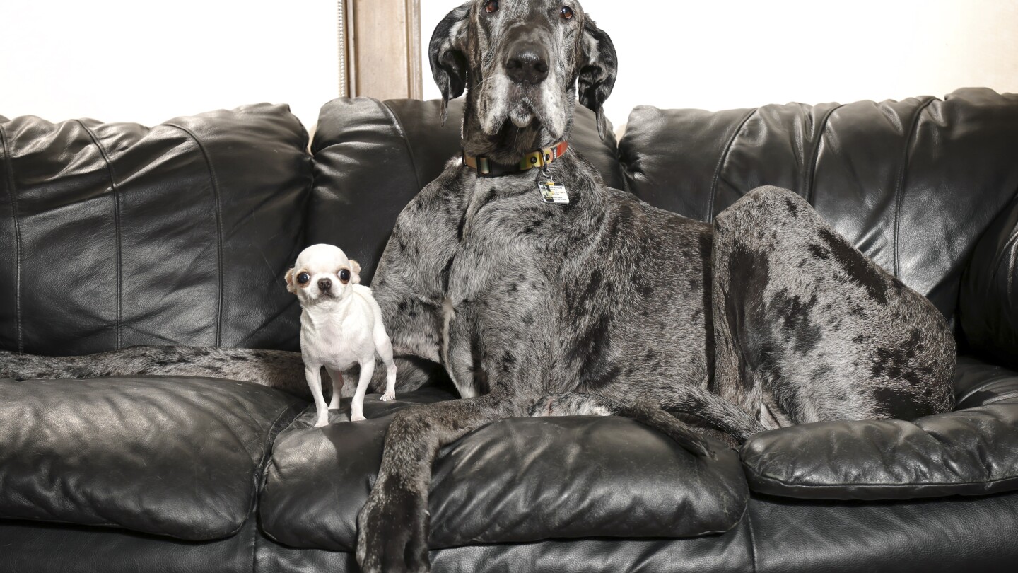 world’s-tallest-and-smallest-dogs-meet-up-for-a-playdate
