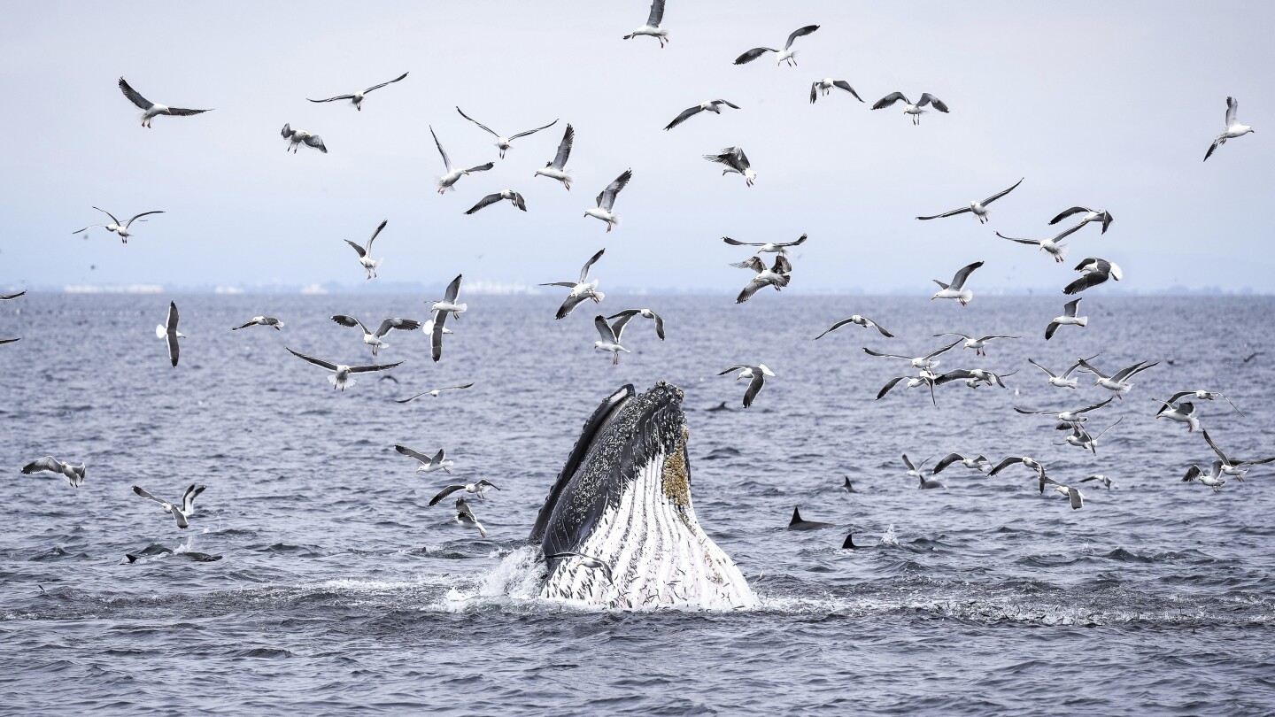 as-trump-pares-back-ocean-protections,-california-weighs-expanding-them