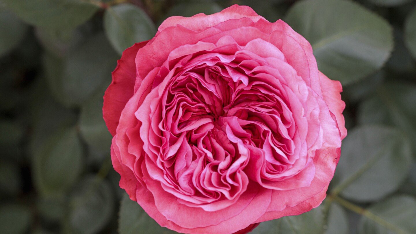 8-new-varieties-of-rose-bush-to-choose-from-as-a-mother’s-day-gift