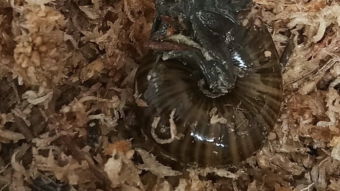 a-rare-new-zealand-snail-is-filmed-for-the-first-time-laying-an-egg-from-its-neck