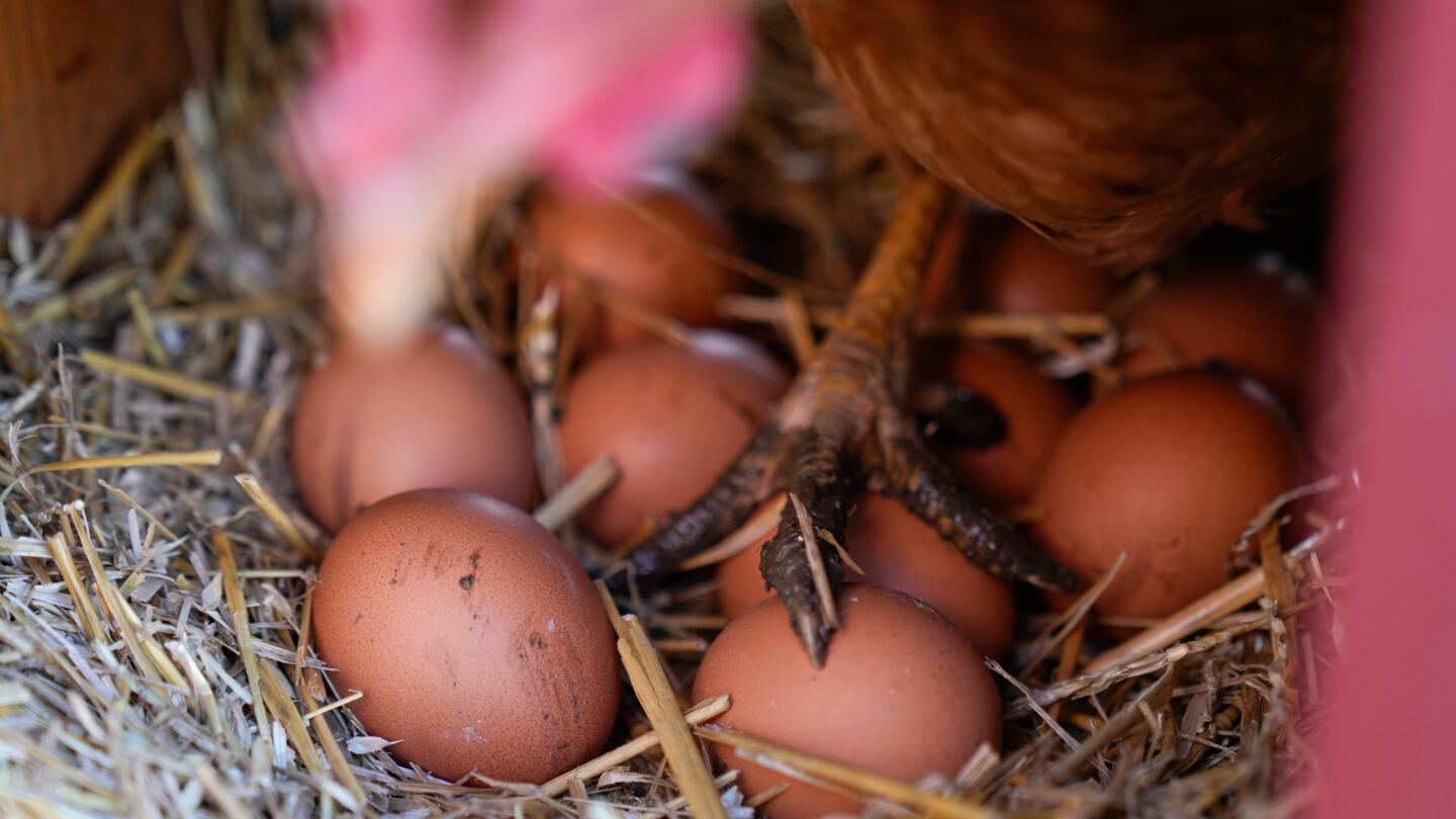 eggs-are-less-likely-to-crack-when-dropped-on-their-side,-according-to-science