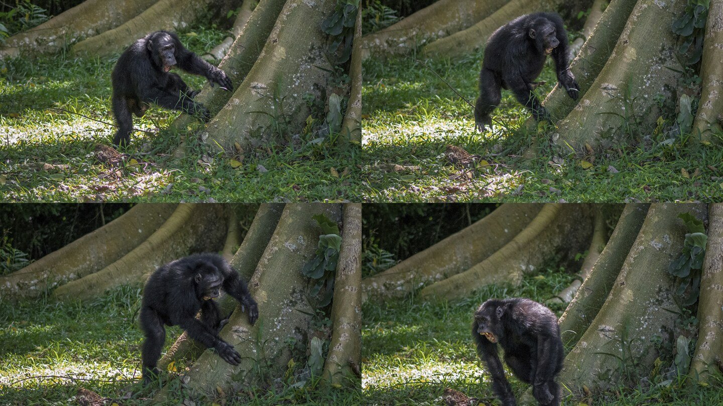 chimpanzees-drum-with-regular-rhythm-when-they-beat-on-tree-trunks,-a-form-of-ancient-communication
