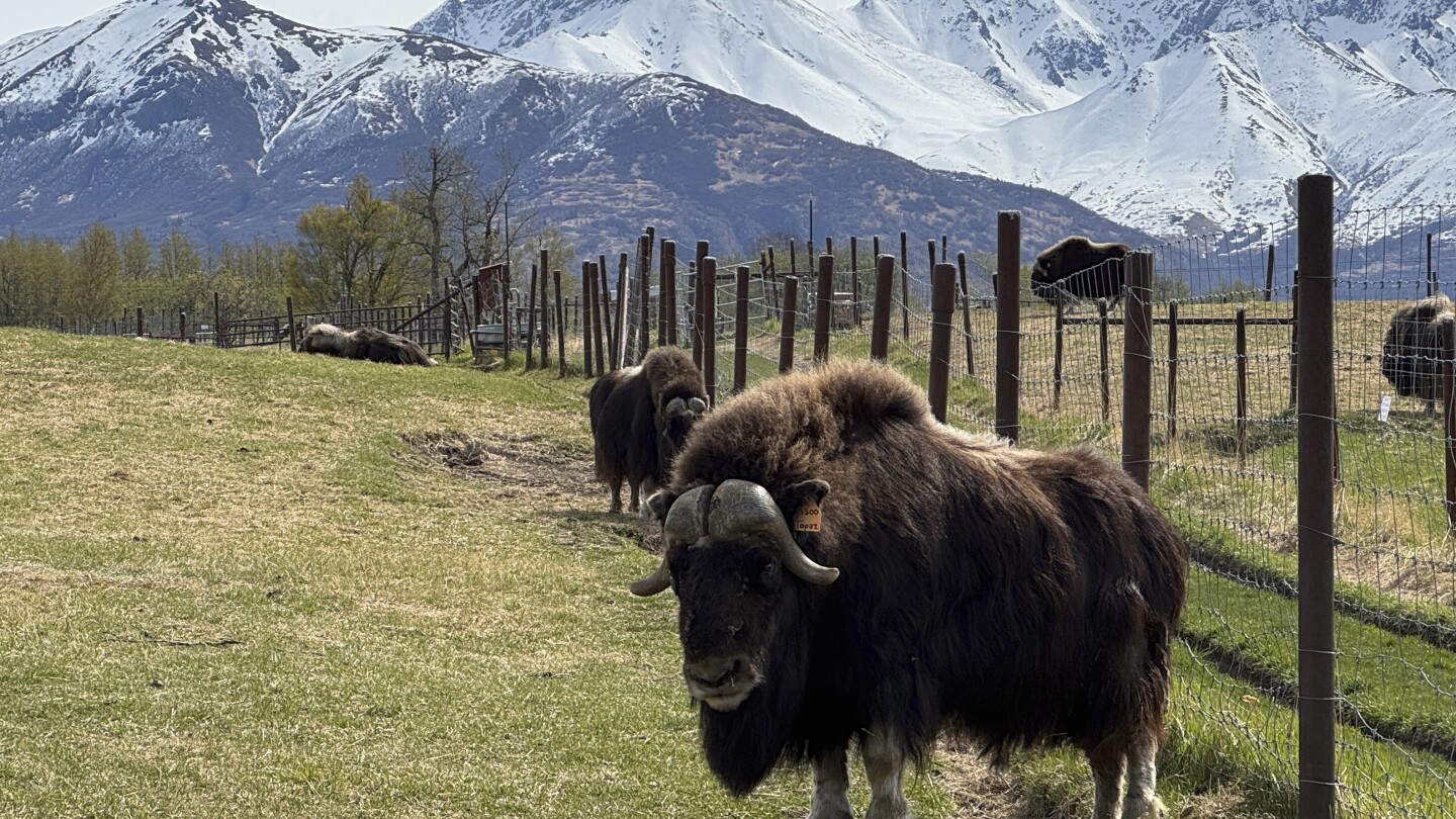 an-alaska-mother’s-day-tradition:-mingling-with-ice-age-survivors-on-a-farm