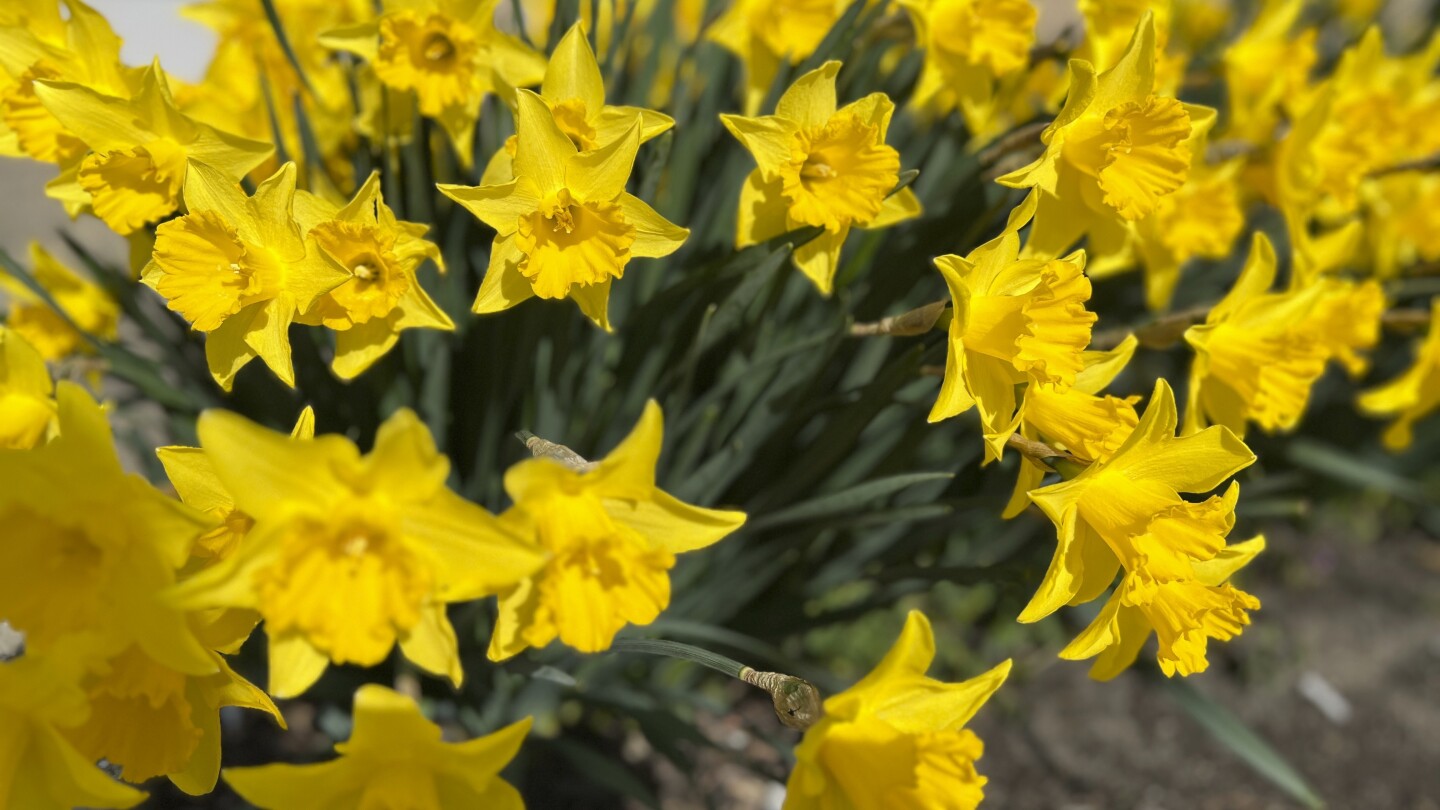 some-plants-cause-more-suffering-than-others-for-gardeners-with-pollen-allergies