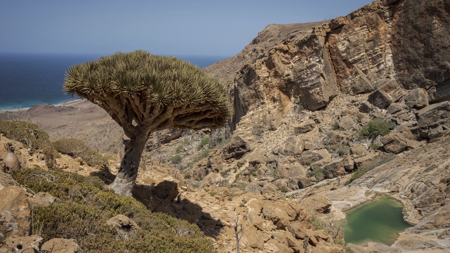 these-trees-exist-in-only-one-place-on-earth.-now-climate-change-and-goats-threaten-their-survival