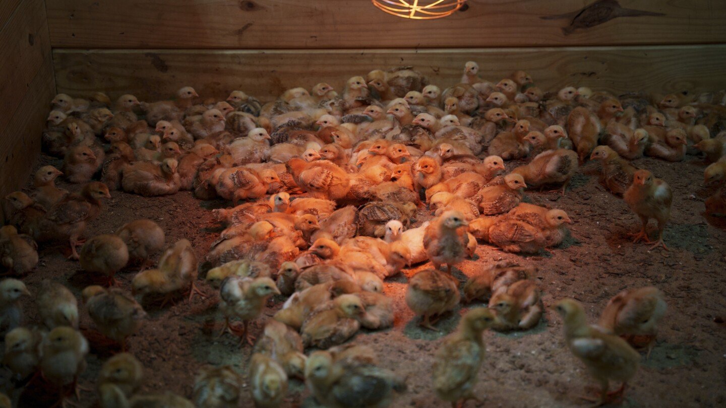 shipment-of-thousands-of-chicks-found-abandoned-in-usps-truck-now-overwhelming-an-animal-shelter