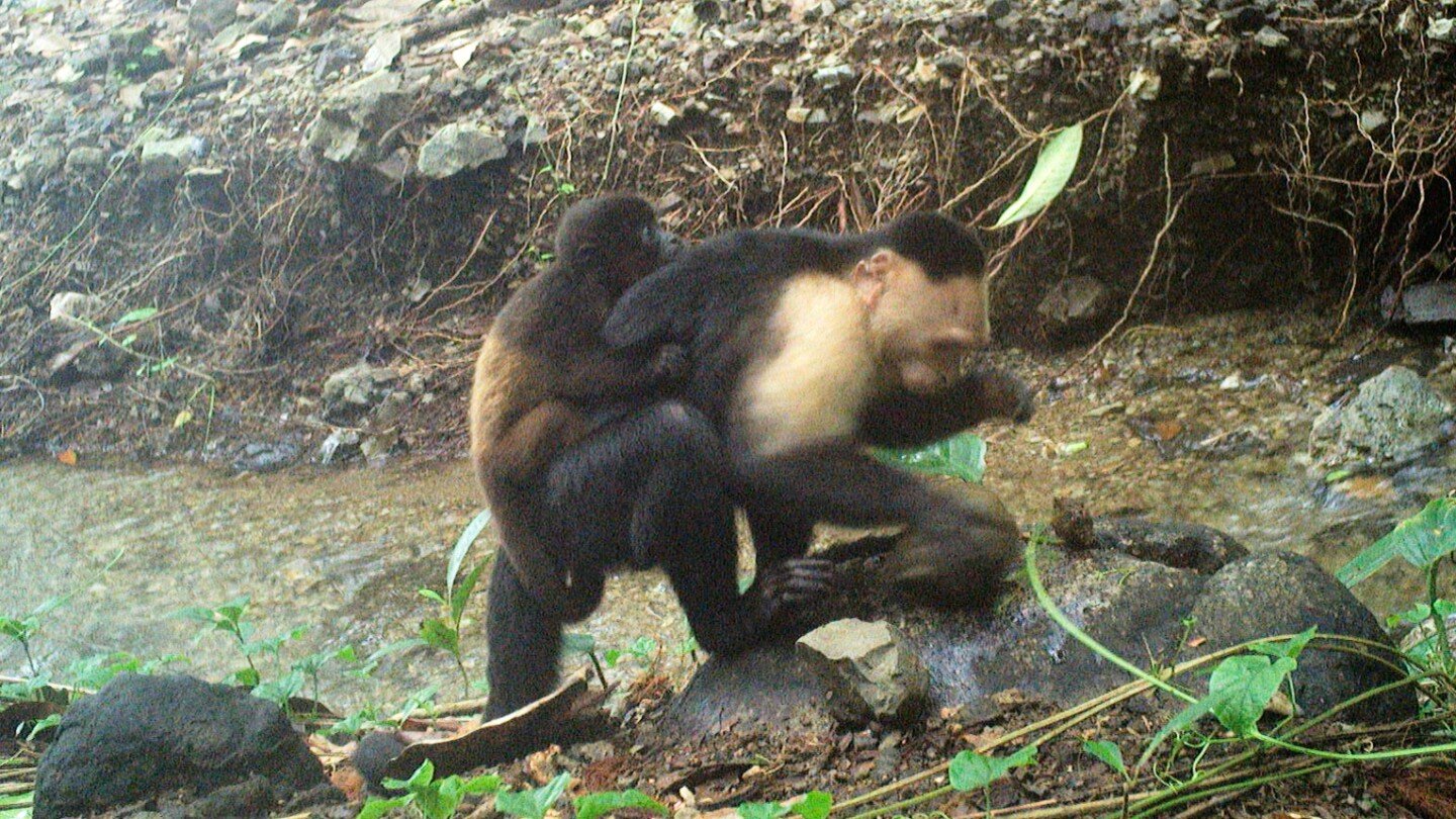 caught-on-camera,-capuchin-monkeys-kidnap-howler-monkey-babies