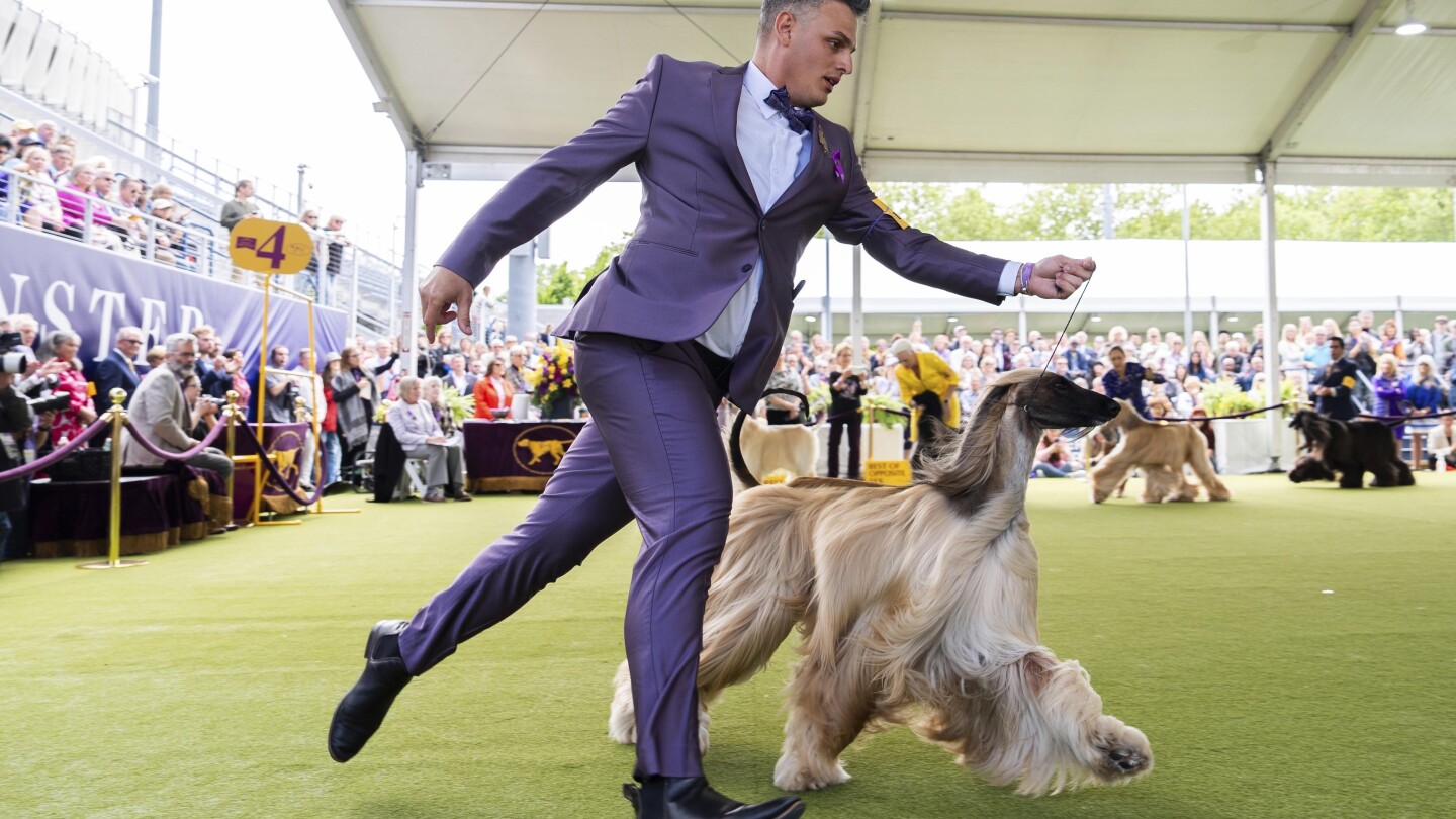 westminster-kennel-club-sets-plans-for-its-150th-dog-show-next-year