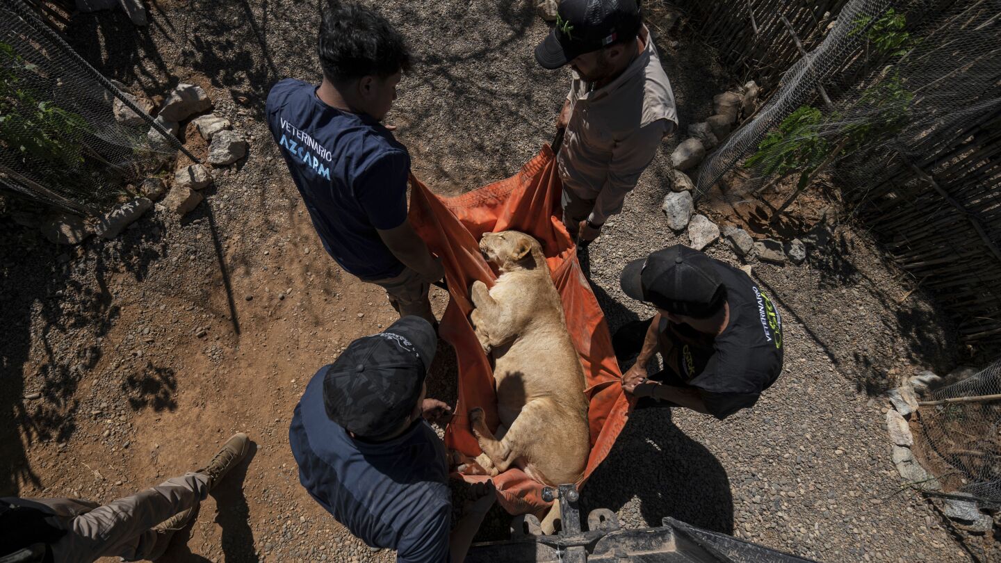 tigers,-jaguars-and-elephants-are-the-latest-to-flee-cartel-violence-in-mexico’s-sinaloa